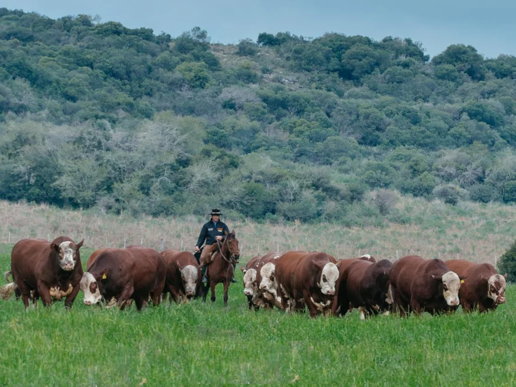 Bela Vista destaca adaptação do gado às condições do campo nativo