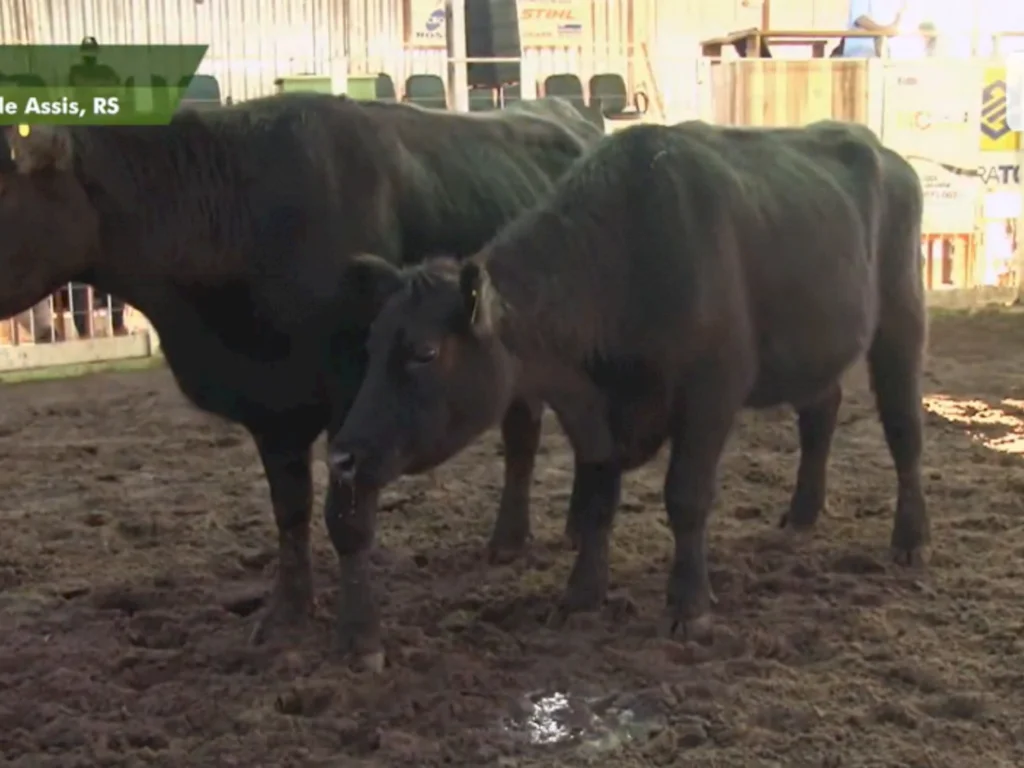 Bageense arremata lote mais valorizado em leilão Angus