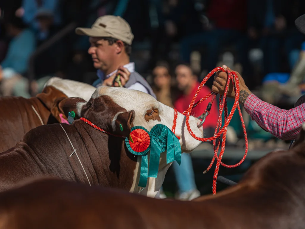 Mundial Braford prepara abertura de inscrições de animais