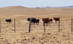 Rebanho sofre com perda de peso devido à estiagem