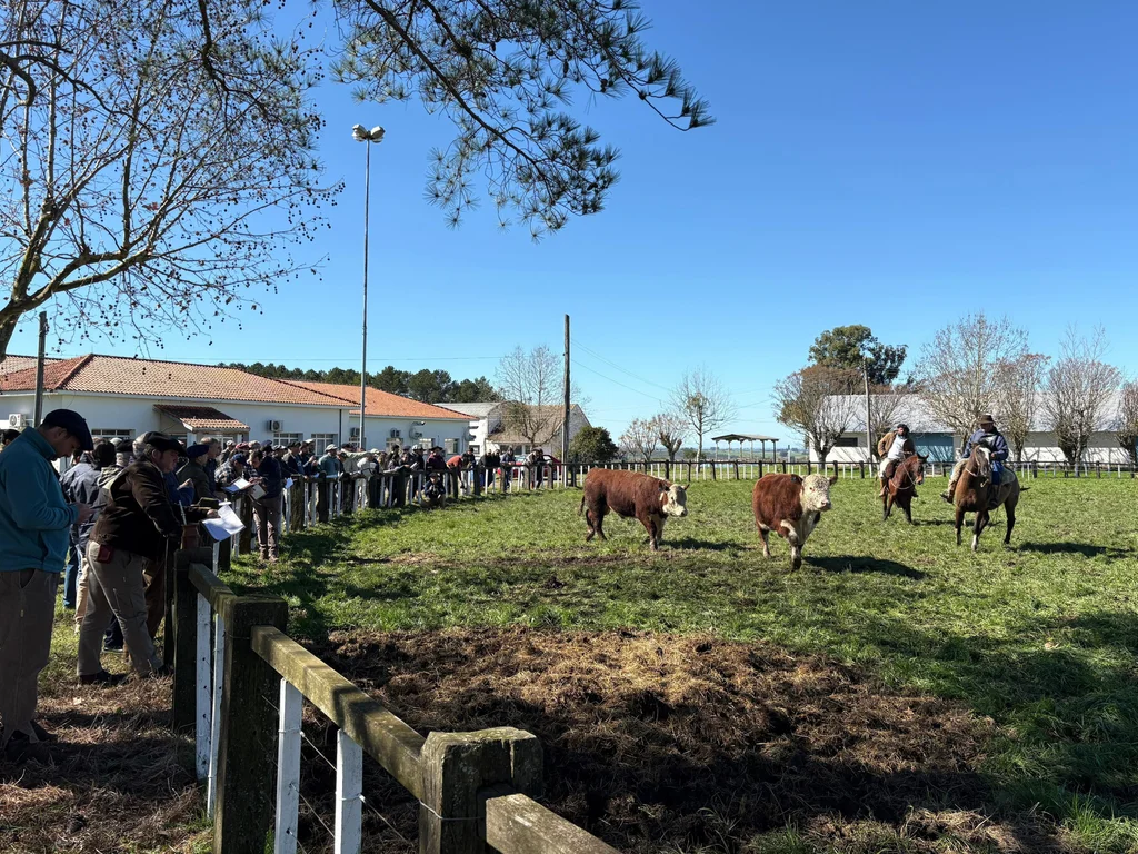 Eficiência alimentar: touros da Santa Tereza vencem prova em Bagé