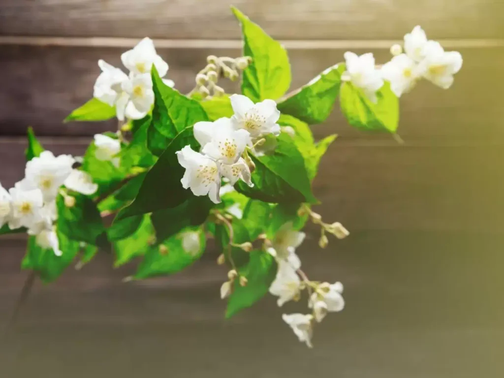 Os tipos de Jasmin e cultivo correto