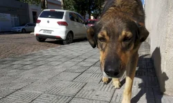 Recursos para Juventude Rural