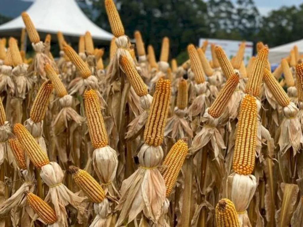 Aberto prazo do Troca-Troca para pedidos de sementes