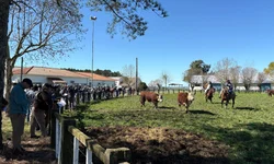 Conselho Rural discute controle de carrapato e incentivos para produtores