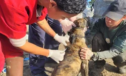 Ação leva castração e cuidados a animais do Aterro