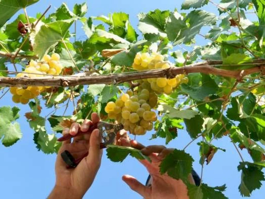 Região começa colheita de uva pela branca