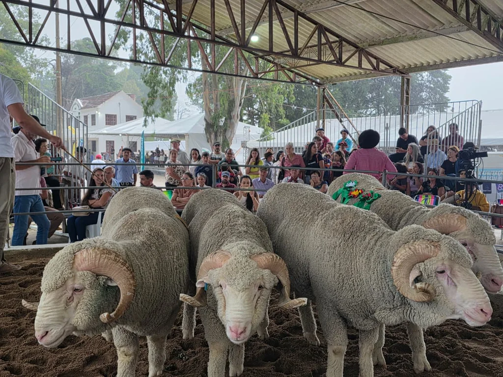 Feovelha se consolida como polo do agronegócio