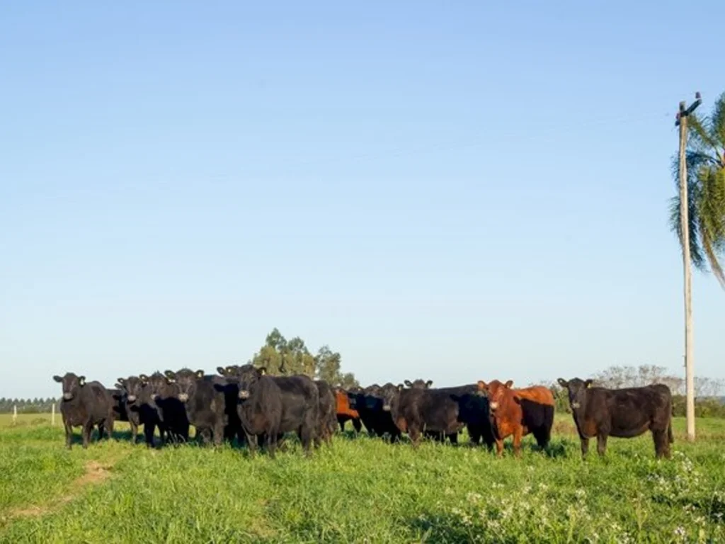 Ranking Nacional de Rústicos Angus aponta vencedoras