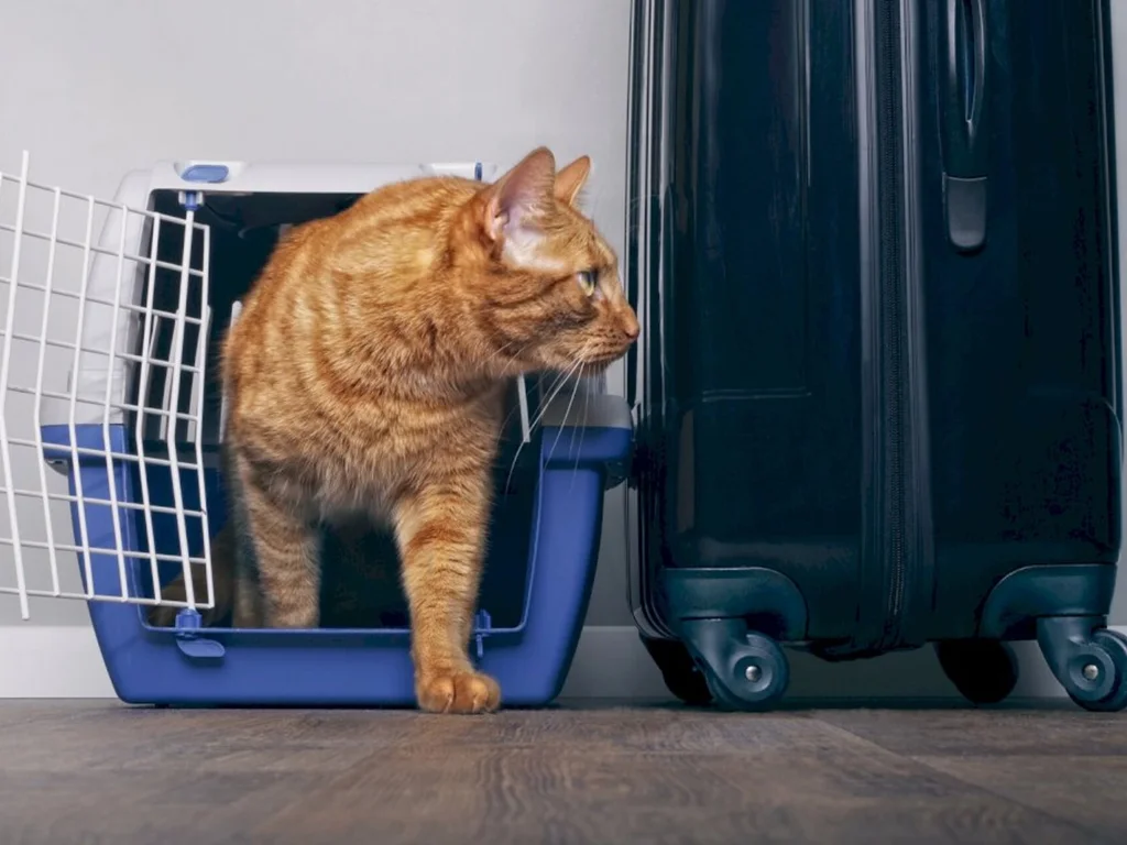 Viajar com o pet requer planejamento e série de cuidados