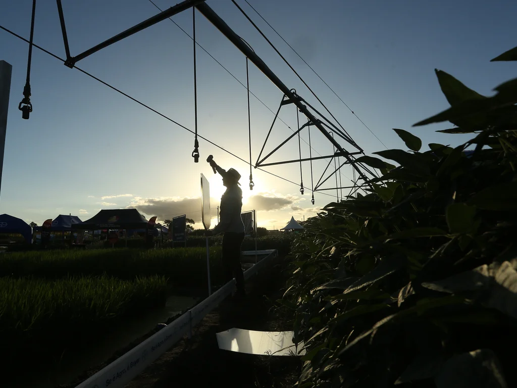 Intensificação produtiva no Pampa é tema da Abertura da Colheita do Arroz