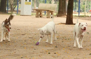 Estatuto dos Cães e Gatos avança no Senado
