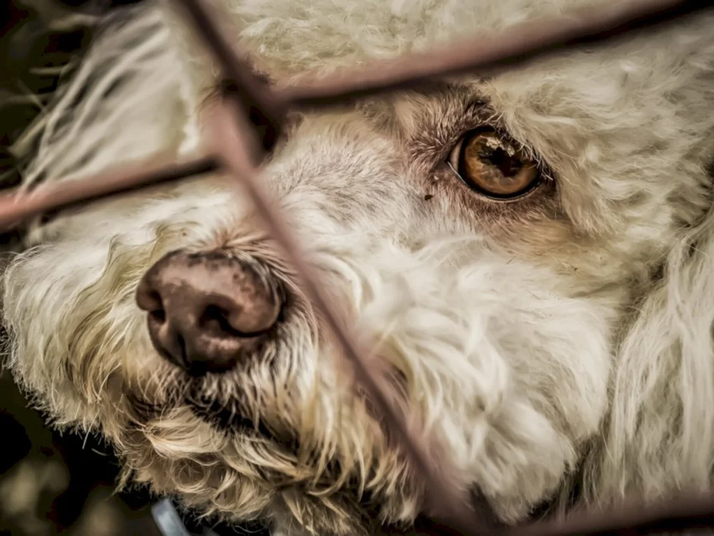 PL quer obrigar denúncia de maus-tratos em condomínios