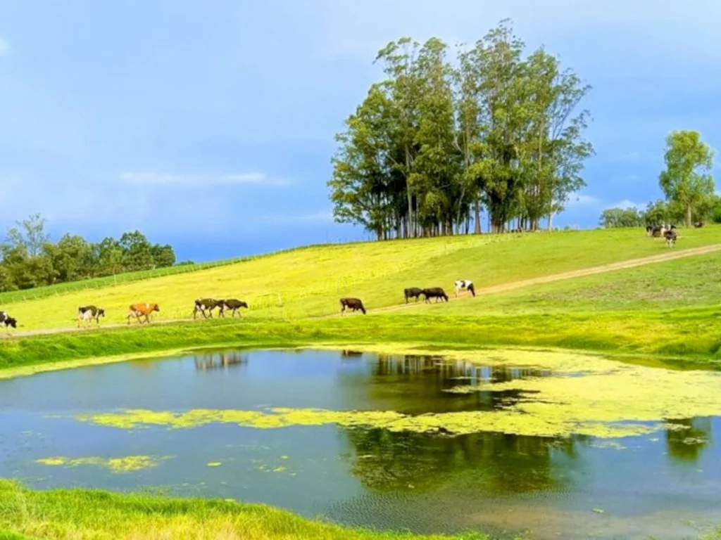 Na região produção de leite é mantida com rações e cereais