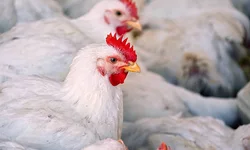 Argentina confirma novo surto de Gripe Aviária