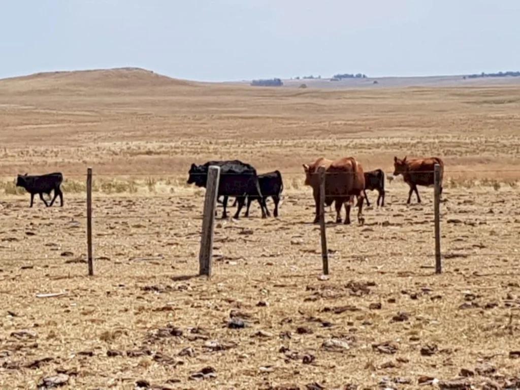 Rebanho sofre com perda de peso devido à estiagem