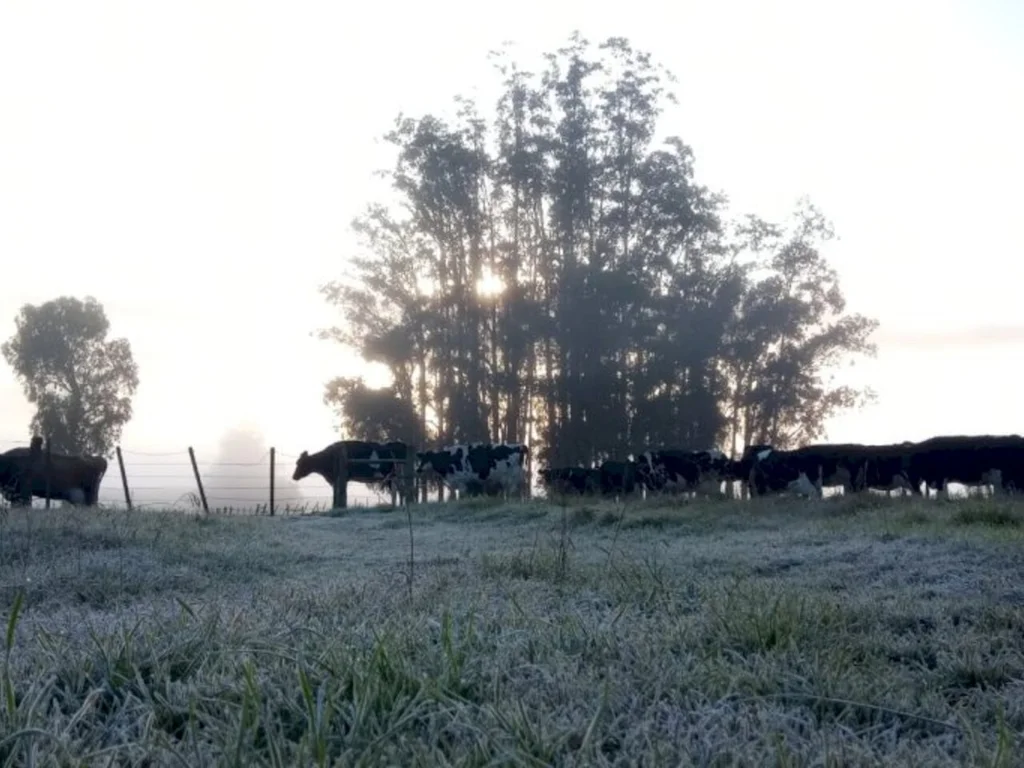 Conseleite projeta leite a R$ 3,4163 em julho