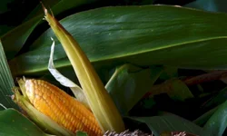 Governo gaúcho irá aportar recursos para agricultores