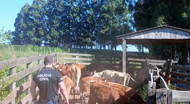 Sanga Funda investiga esquema de furto e venda ilegal de gado