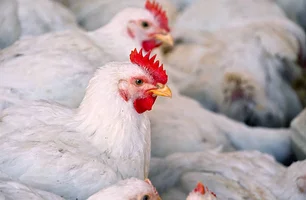 Argentina confirma novo surto de Gripe Aviária