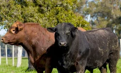 Amplia consumo de sêmen Angus produzido no país