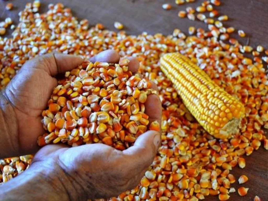 Leilões de milho para abastecer pequenos criadores