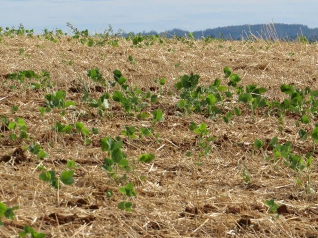 Soja é a mais afetada pelas condições climáticas