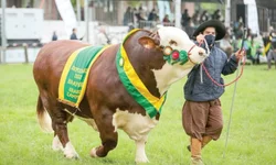 Desfile dos campeões marca abertura oficial da Expointer