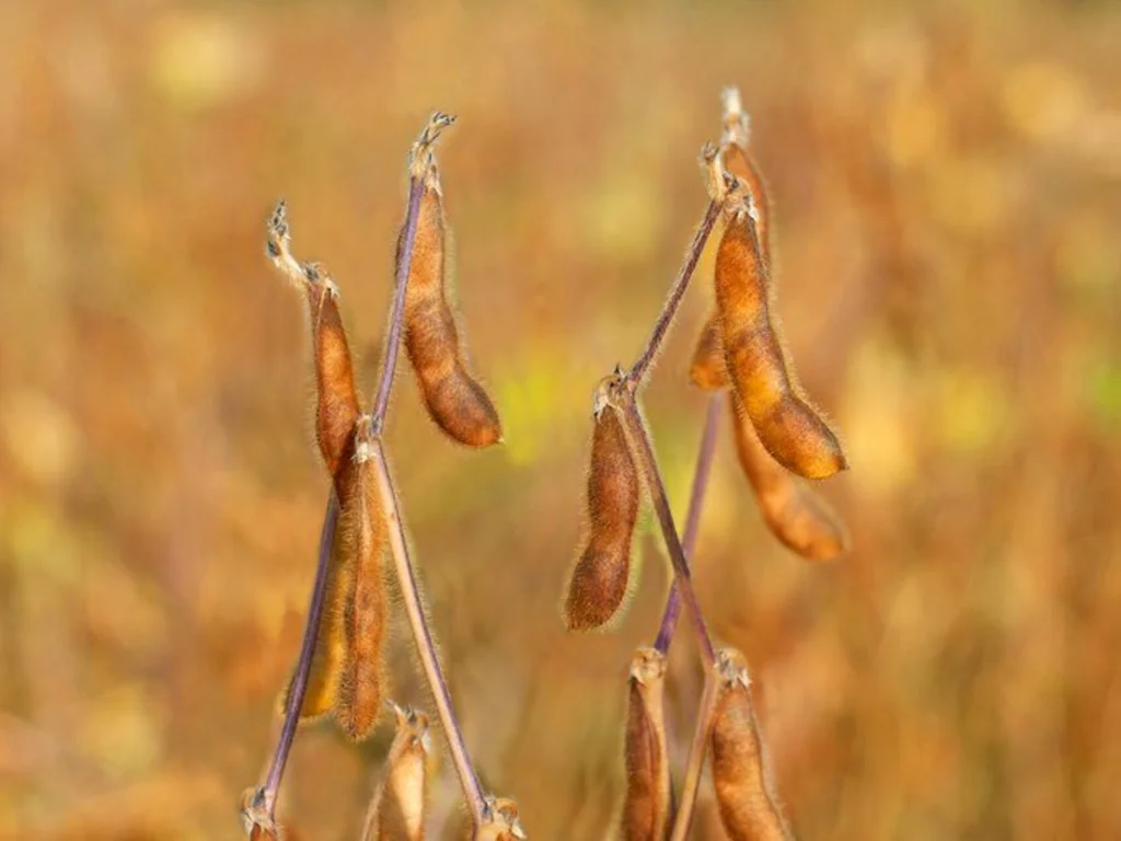 Zoneamento Agrícola da soja safra 2022/2023 é publicado
