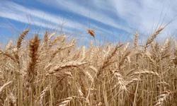 Gedeão Pereira manifesta preocupação com a seca nas lavouras