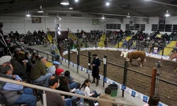 Temporada de leilões da raças Hereford e Braford  registra crescimento