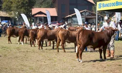 Expointer abre os portões para as estrelas da festa