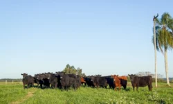 Mais de 1,7 mil animais foram comercializados em 2024