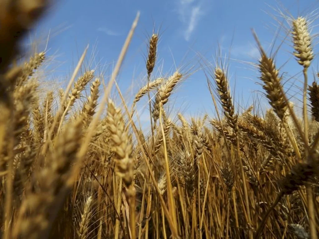 Safra de inverno deve ser maior dos últimos anos