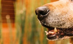 Operação regular da Usina depende de contrato