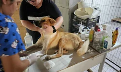 Bagé recebe mutirão para diagnóstico de doenças pulmonares