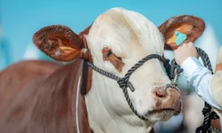 ABHB amplia participação com aumento de animais Hereford e Braford