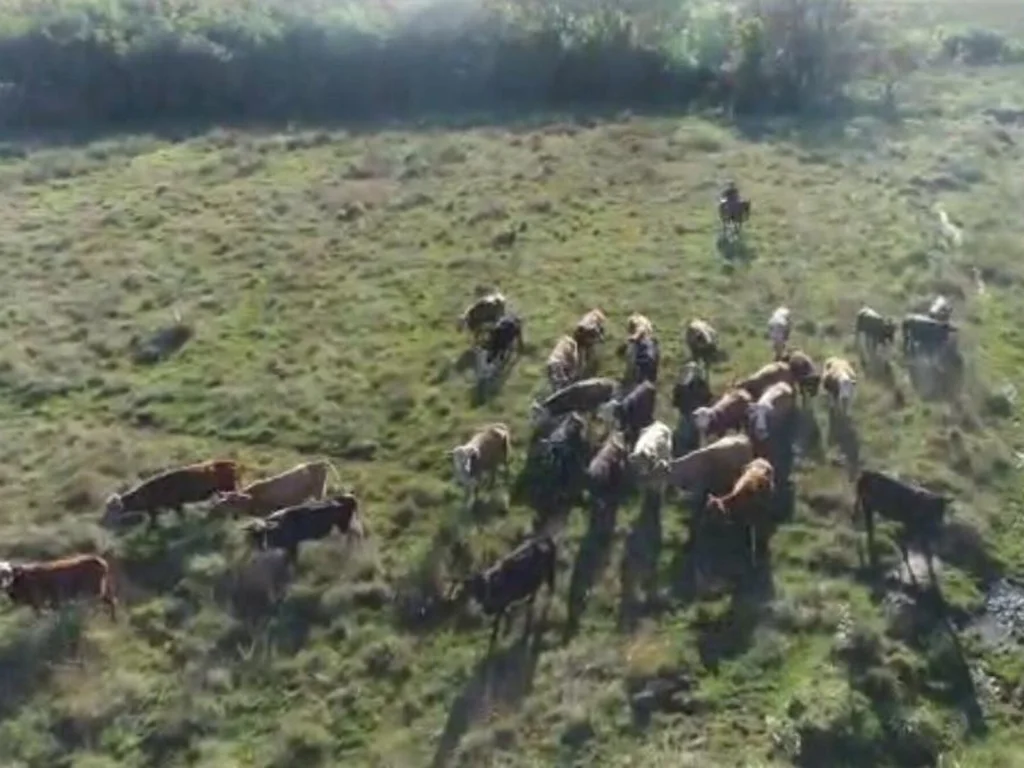 Polícia Civil apreende 99 bovinos