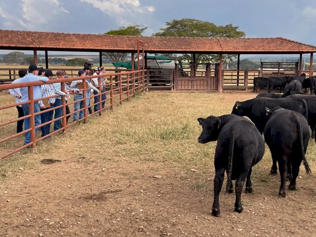 Genômica deve chegar oito mil cabeças