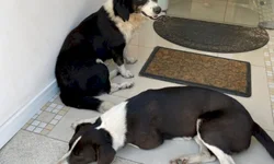 Exportações de Bagé em 2021 ultrapassam US$ 100 milhões