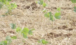 Dados apontam evolução das lavouras de grão