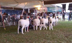 Cabanhas de Bagé arrebatam prêmios na Expointer