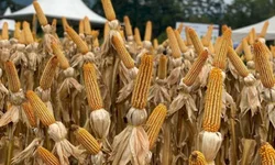 Assentamentos recebem recursos do Crédito Instalação