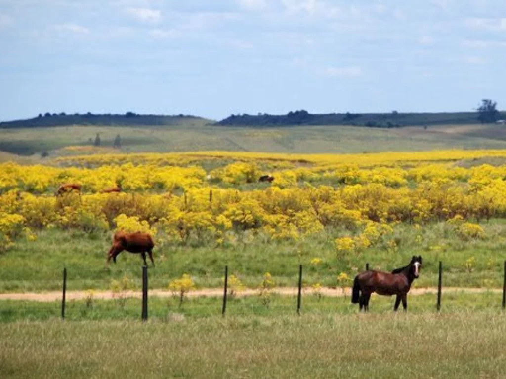 Maria-Mole pode causar mortandade de bovinos