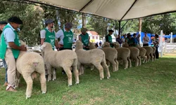 Mundial Braford terá julgamentos e palestras no Parque Assis Brasil