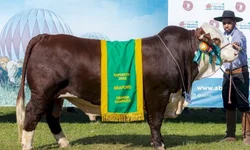 Cabanhas de Bagé arrebatam prêmios na Expointer