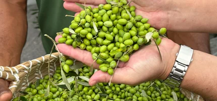 Colheita oficial de azeitonas marca novo momento da olivicultura
