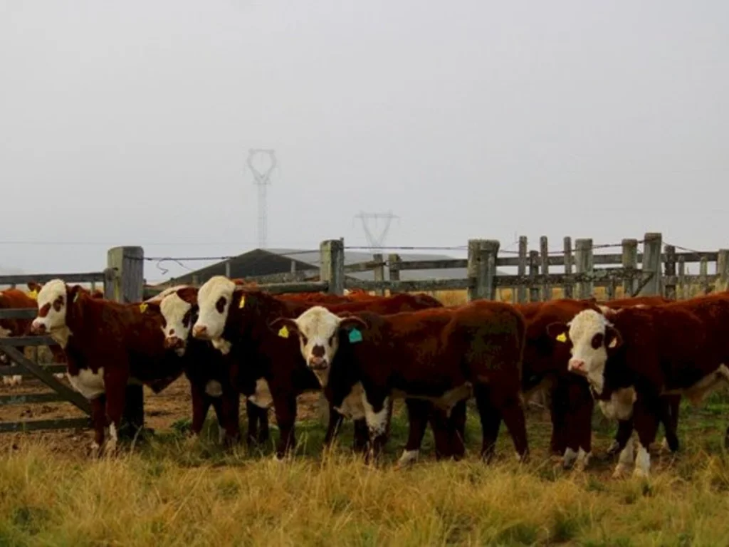 Bagé sedia prova de reprodutores Hereford e Braford