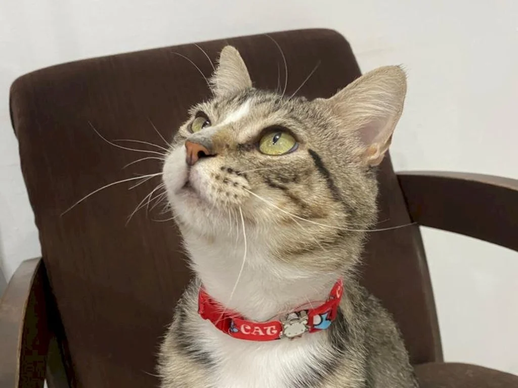 Veterinária e NBPA alertam para importância da adoção responsável