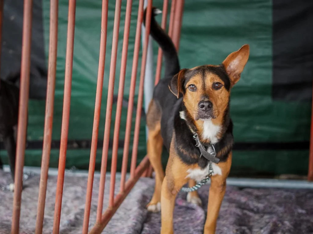 Estado promove encontro sobre bem-estar animal